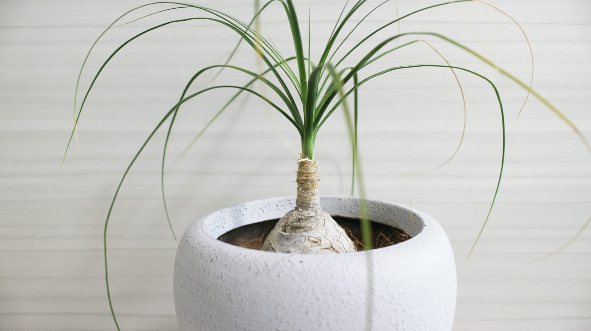 コバエに苦しんでいたトックリランの調子が戻った ーキノコバエの原因と対策ー Plants Calendar